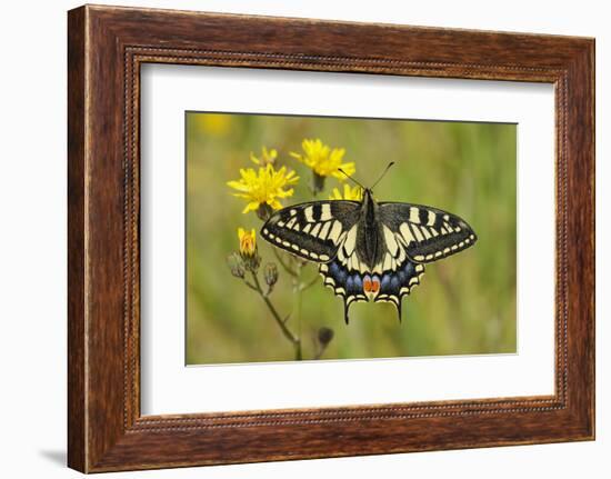 Swallowtail Butterfly (Papilio Machaon Britannicus) on Hawkbit Flower. Strumpshaw Fen, Norfolk-Terry Whittaker-Framed Photographic Print