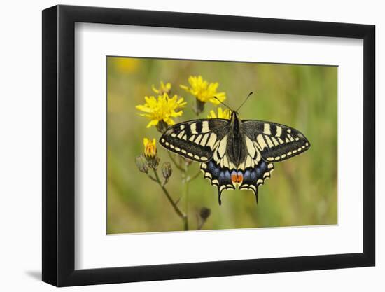 Swallowtail Butterfly (Papilio Machaon Britannicus) on Hawkbit Flower. Strumpshaw Fen, Norfolk-Terry Whittaker-Framed Photographic Print