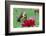 Swallowtail Butterfly Resting on Flower Bud-Gary Carter-Framed Photographic Print