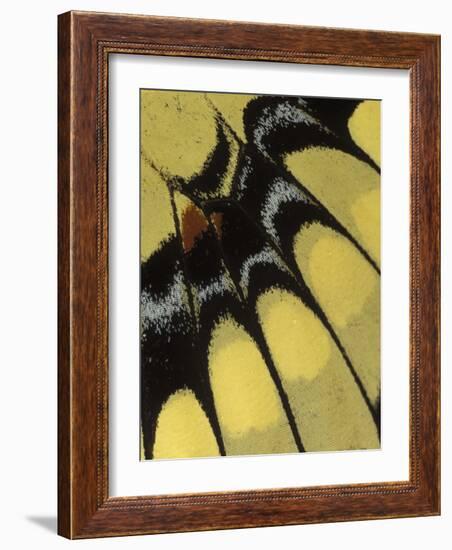 Swallowtail Butterfly Wing Detail, Michigan, USA-Claudia Adams-Framed Photographic Print