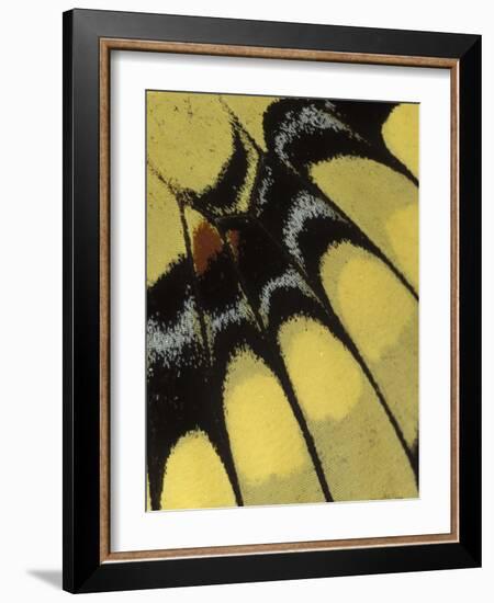 Swallowtail Butterfly Wing Detail, Michigan, USA-Claudia Adams-Framed Photographic Print