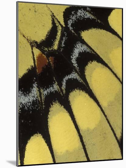 Swallowtail Butterfly Wing Detail, Michigan, USA-Claudia Adams-Mounted Photographic Print