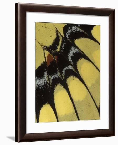 Swallowtail Butterfly Wing Detail, Michigan, USA-Claudia Adams-Framed Photographic Print