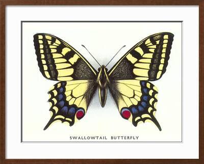 Swallowtail Erfly Art Print Found Image Press Swallowtail Erfly Art Print