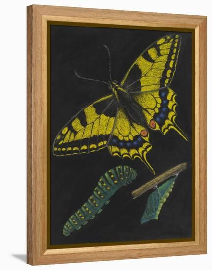 Swallowtail Butterfly-Philip Henry Gosse-Framed Premier Image Canvas