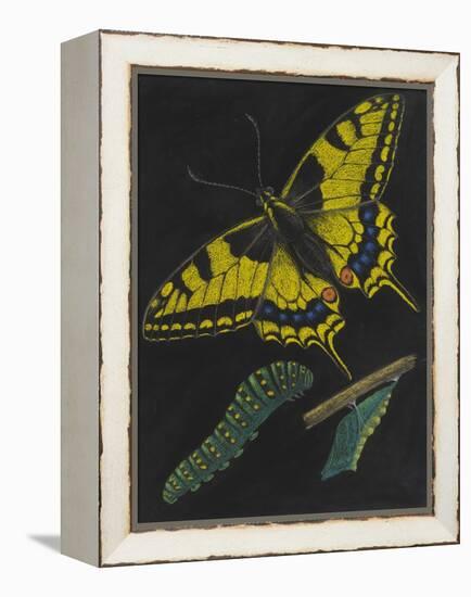 Swallowtail Butterfly-Philip Henry Gosse-Framed Premier Image Canvas