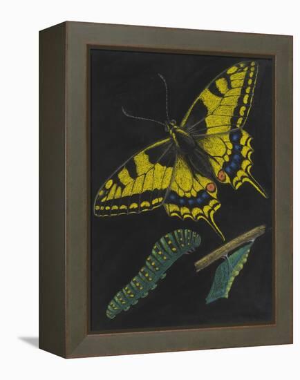 Swallowtail Butterfly-Philip Henry Gosse-Framed Premier Image Canvas