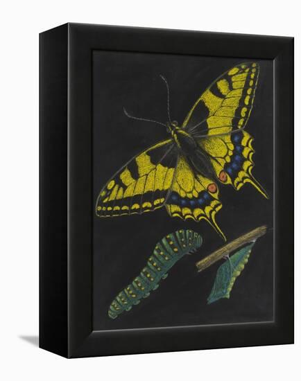 Swallowtail Butterfly-Philip Henry Gosse-Framed Premier Image Canvas