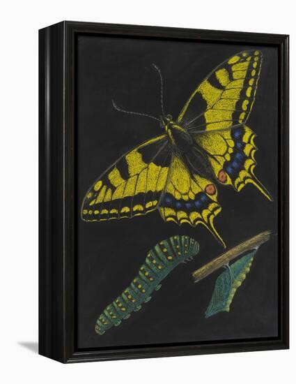 Swallowtail Butterfly-Philip Henry Gosse-Framed Premier Image Canvas