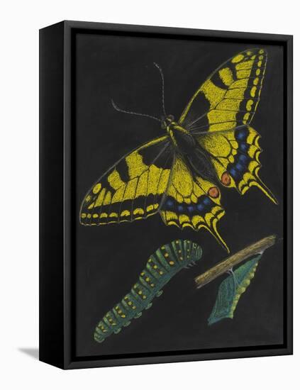 Swallowtail Butterfly-Philip Henry Gosse-Framed Premier Image Canvas