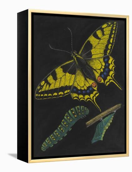 Swallowtail Butterfly-Philip Henry Gosse-Framed Premier Image Canvas