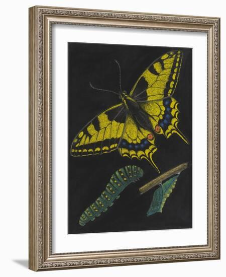 Swallowtail Butterfly-Philip Henry Gosse-Framed Giclee Print