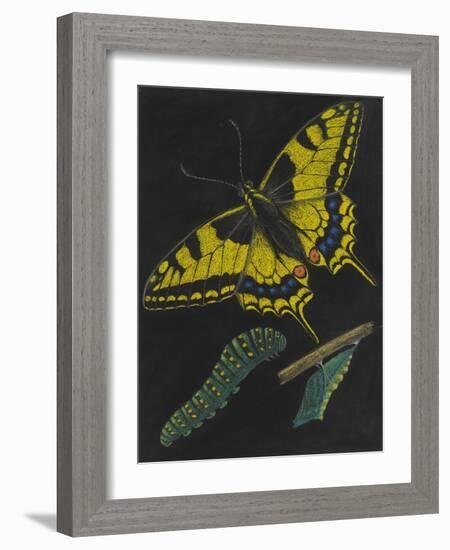 Swallowtail Butterfly-Philip Henry Gosse-Framed Giclee Print