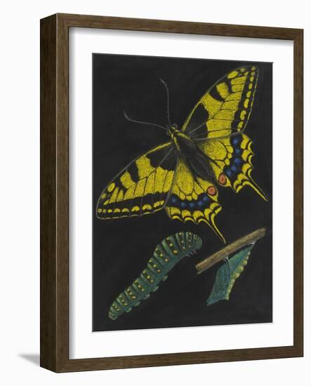 Swallowtail Butterfly-Philip Henry Gosse-Framed Giclee Print