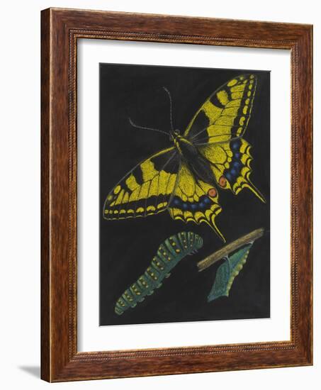 Swallowtail Butterfly-Philip Henry Gosse-Framed Giclee Print