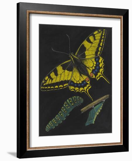 Swallowtail Butterfly-Philip Henry Gosse-Framed Giclee Print