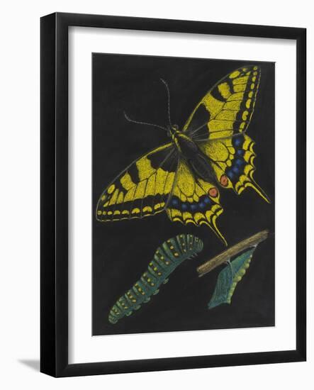 Swallowtail Butterfly-Philip Henry Gosse-Framed Giclee Print