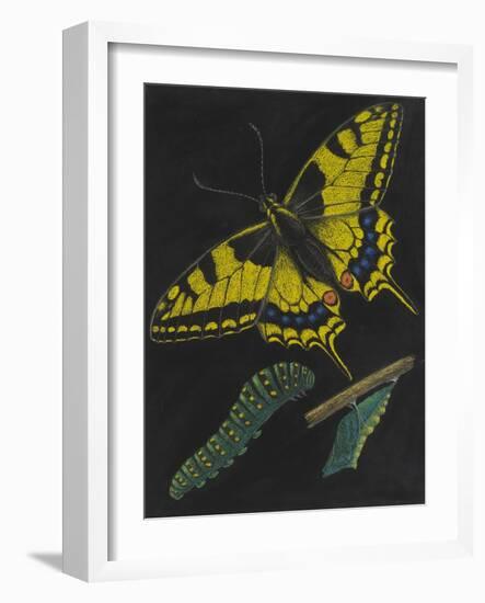 Swallowtail Butterfly-Philip Henry Gosse-Framed Giclee Print