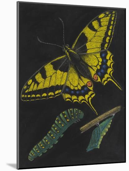 Swallowtail Butterfly-Philip Henry Gosse-Mounted Giclee Print