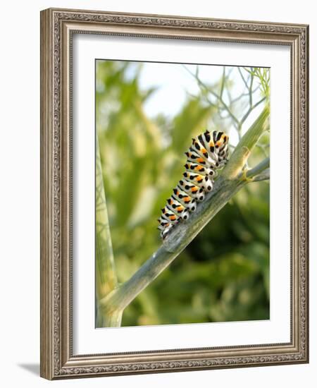 Swallowtail Caterpillar, Dill-Harald Kroiss-Framed Photographic Print