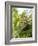 Swallowtail Caterpillar, Dill-Harald Kroiss-Framed Photographic Print