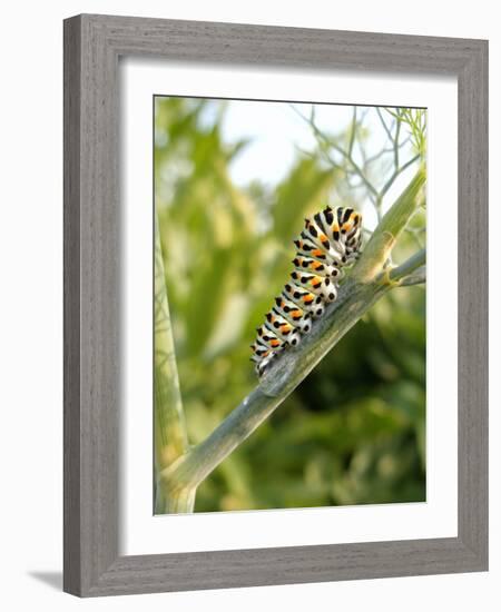 Swallowtail Caterpillar, Dill-Harald Kroiss-Framed Photographic Print