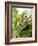 Swallowtail Caterpillar, Dill-Harald Kroiss-Framed Photographic Print