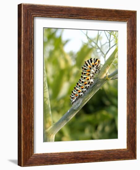 Swallowtail Caterpillar, Dill-Harald Kroiss-Framed Photographic Print