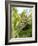 Swallowtail Caterpillar, Dill-Harald Kroiss-Framed Photographic Print