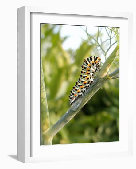 Swallowtail Caterpillar, Dill-Harald Kroiss-Framed Photographic Print