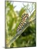 Swallowtail Caterpillar, Dill-Harald Kroiss-Mounted Photographic Print