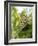 Swallowtail Caterpillar, Dill-Harald Kroiss-Framed Photographic Print