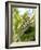 Swallowtail Caterpillar, Dill-Harald Kroiss-Framed Photographic Print