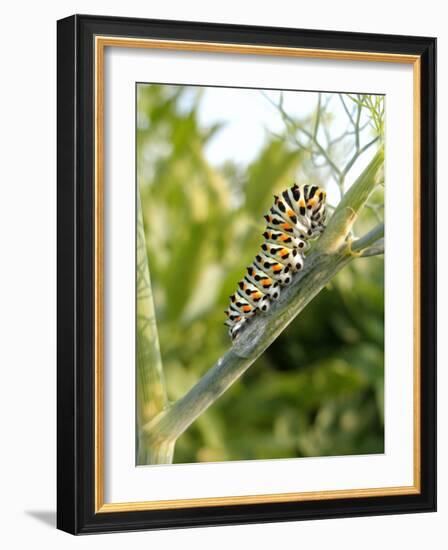 Swallowtail Caterpillar, Dill-Harald Kroiss-Framed Photographic Print