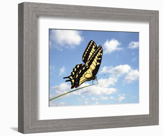 Swallowtail on a Blade of Grass-William Whitehurst-Framed Photographic Print