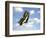 Swallowtail on a Blade of Grass-William Whitehurst-Framed Photographic Print