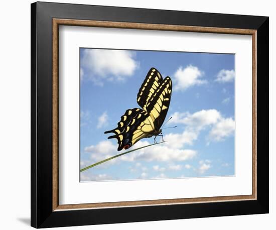 Swallowtail on a Blade of Grass-William Whitehurst-Framed Photographic Print