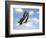 Swallowtail on a Blade of Grass-William Whitehurst-Framed Photographic Print