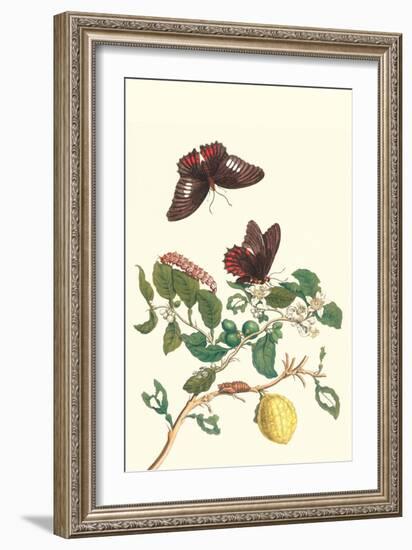 Swallowtail on a Mexican Lime Tree-Maria Sibylla Merian-Framed Premium Giclee Print