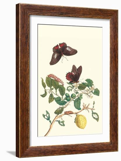 Swallowtail on a Mexican Lime Tree-Maria Sibylla Merian-Framed Premium Giclee Print