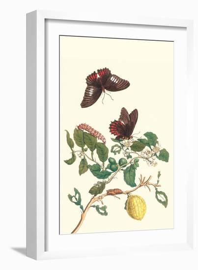 Swallowtail on a Mexican Lime Tree-Maria Sibylla Merian-Framed Premium Giclee Print