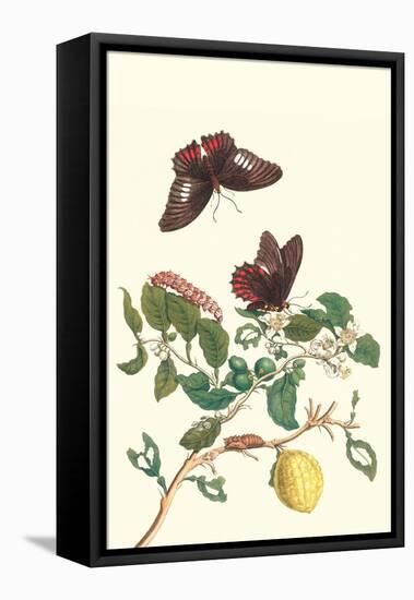 Swallowtail on a Mexican Lime Tree-Maria Sibylla Merian-Framed Stretched Canvas