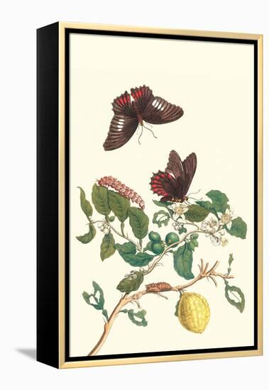 Swallowtail on a Mexican Lime Tree-Maria Sibylla Merian-Framed Stretched Canvas