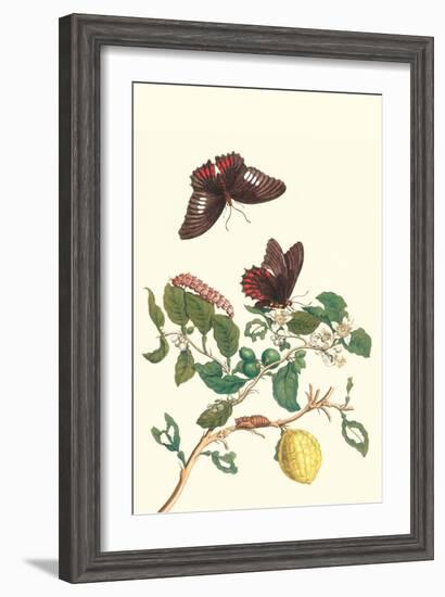 Swallowtail on a Mexican Lime Tree-Maria Sibylla Merian-Framed Art Print