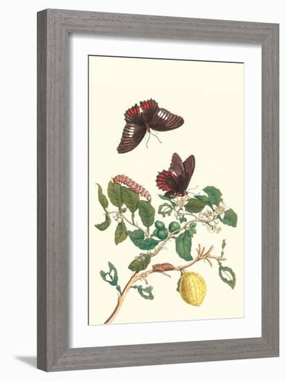 Swallowtail on a Mexican Lime Tree-Maria Sibylla Merian-Framed Art Print