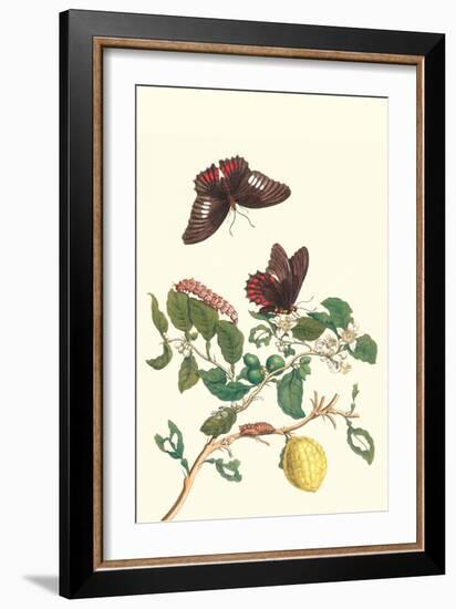 Swallowtail on a Mexican Lime Tree-Maria Sibylla Merian-Framed Art Print