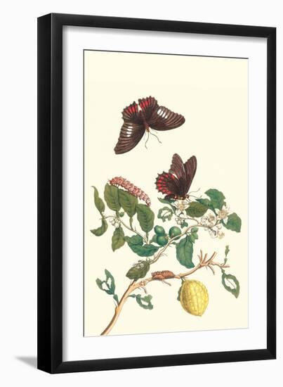 Swallowtail on a Mexican Lime Tree-Maria Sibylla Merian-Framed Art Print