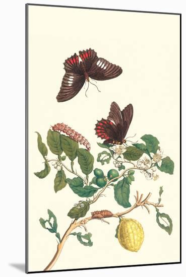 Swallowtail on a Mexican Lime Tree-Maria Sibylla Merian-Mounted Art Print