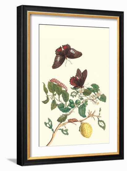 Swallowtail on a Mexican Lime Tree-Maria Sibylla Merian-Framed Art Print