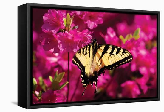 Swallowtail on Azalea-Alan Hausenflock-Framed Premier Image Canvas